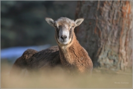 <p>MUFLON (Ovis musimon) Praha - Kunratický les /Mouflon - Mufflon/ </p>